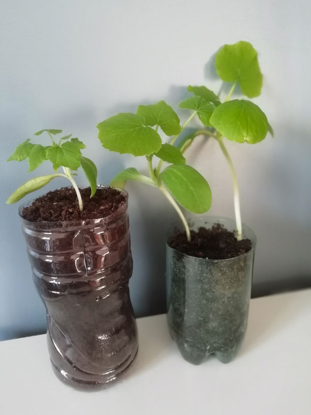 Illustration Plants de courgettes de Nice et Bolognaises issus de semis maison.