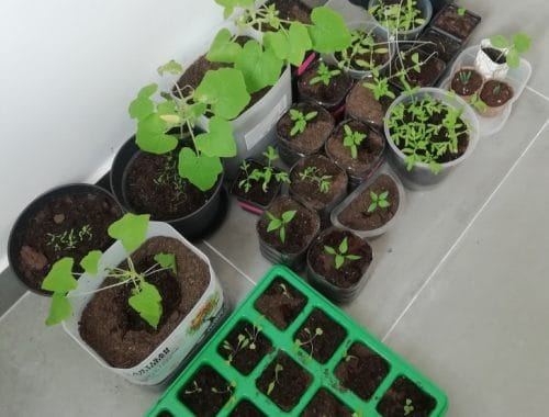 pots