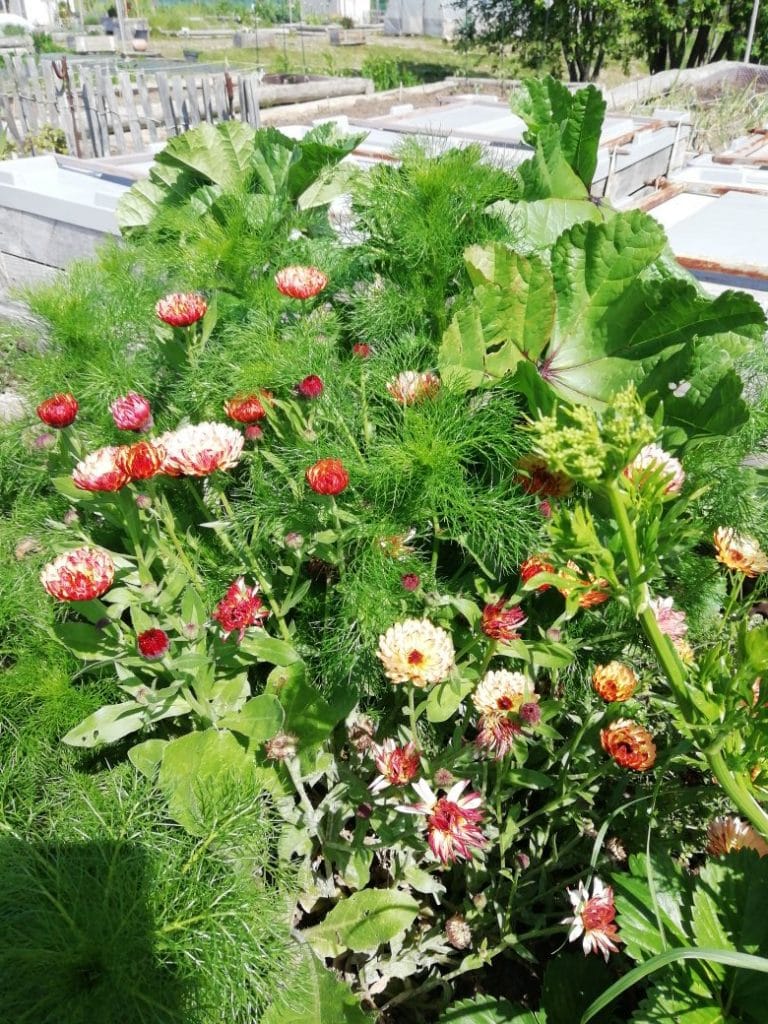 Massif de fleurs semé l'an passé