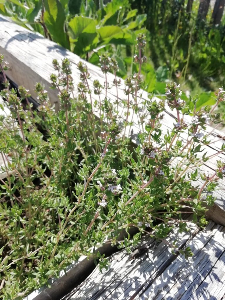 Thym en fleurs