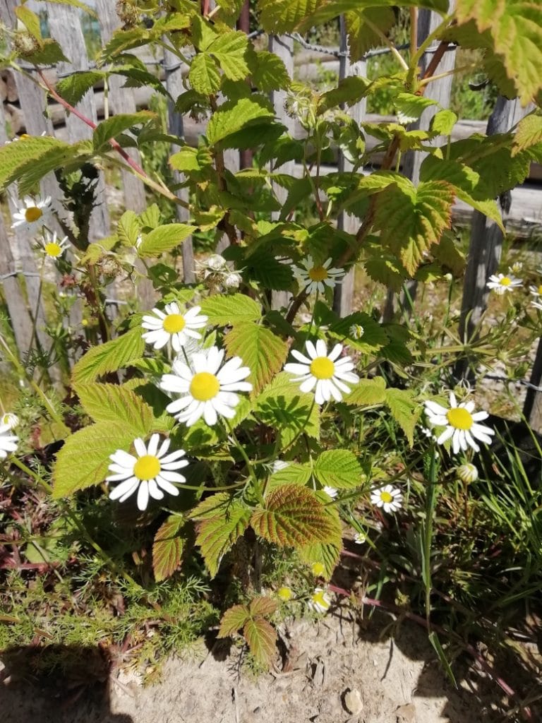 Franboisier & Fleurs champêtres