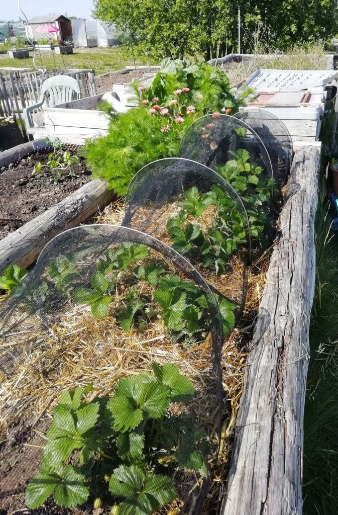 Lancement de la saison des fraises