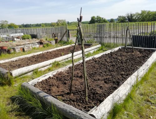 Tuteur en châtaignier
