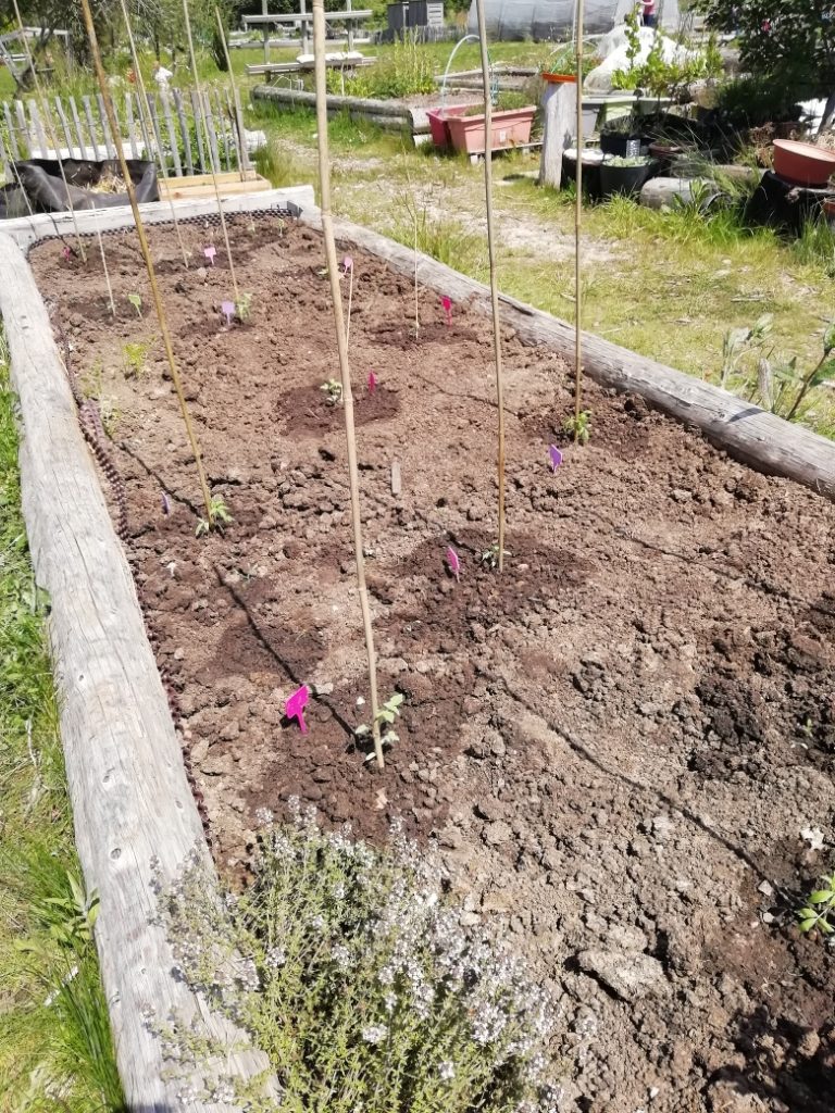 Bac à tomates
