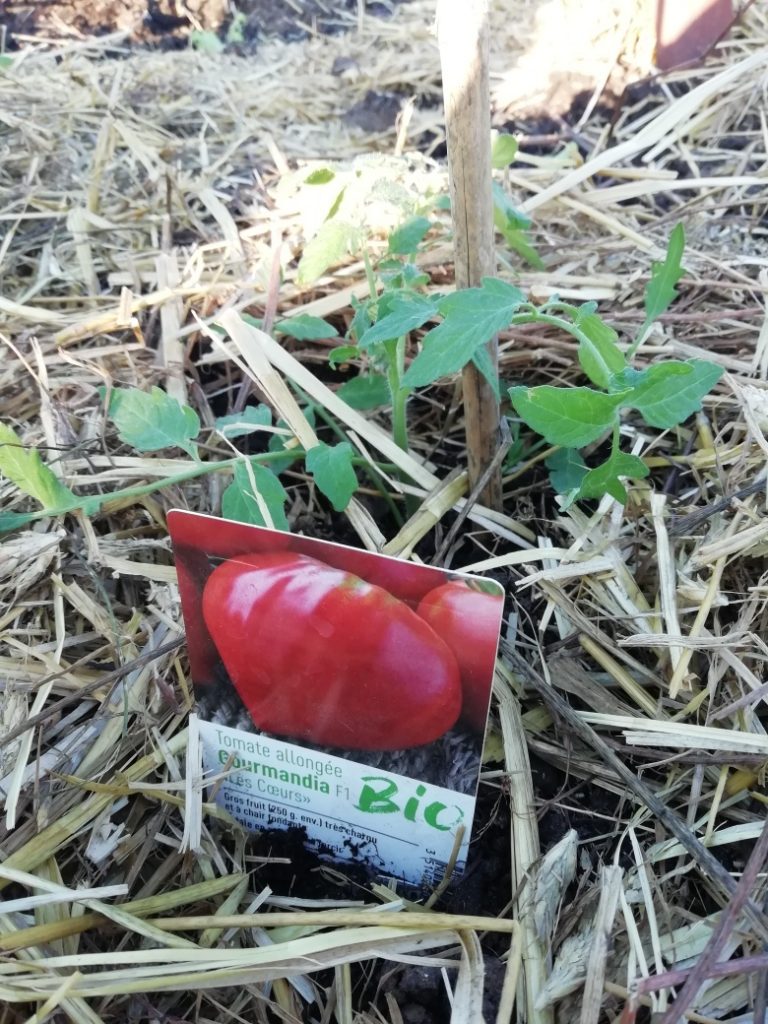 Tomate Corazon