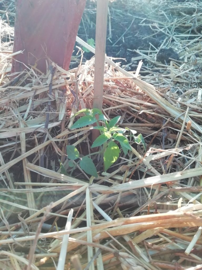 Tomate cerise Brin de Muguet