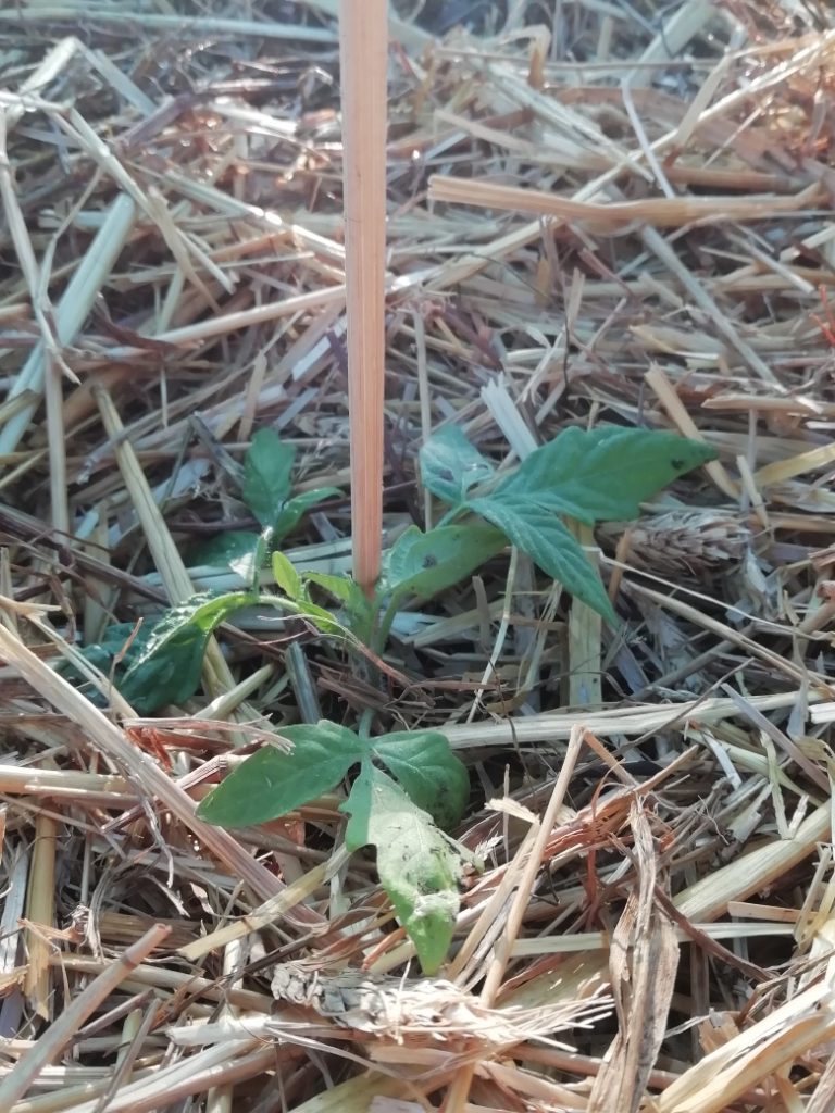 Tomate Noire de Crimée