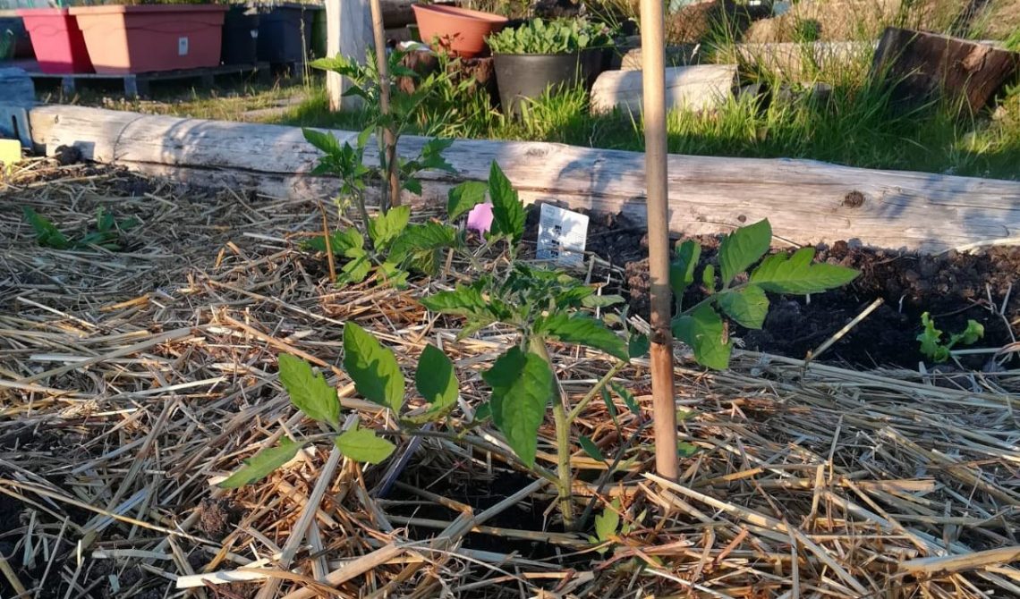 tomatoes