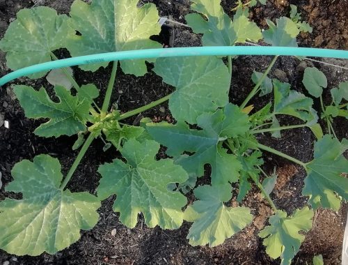 Trois petites courgettes