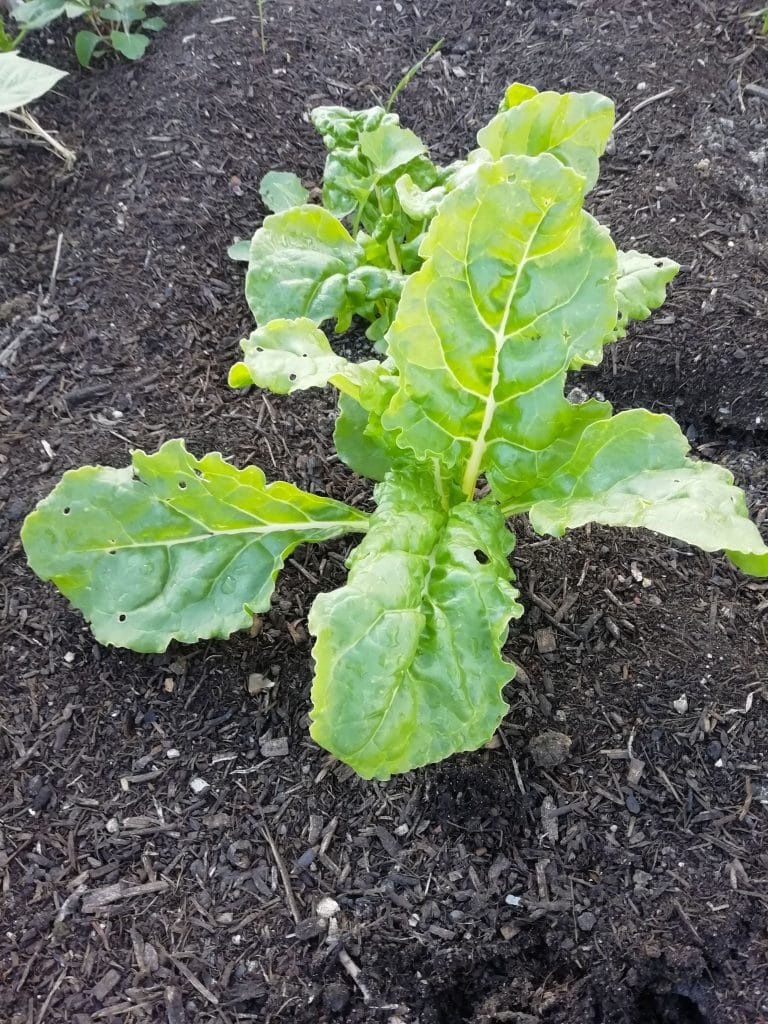 Poirée, Blettes, légumes feuille