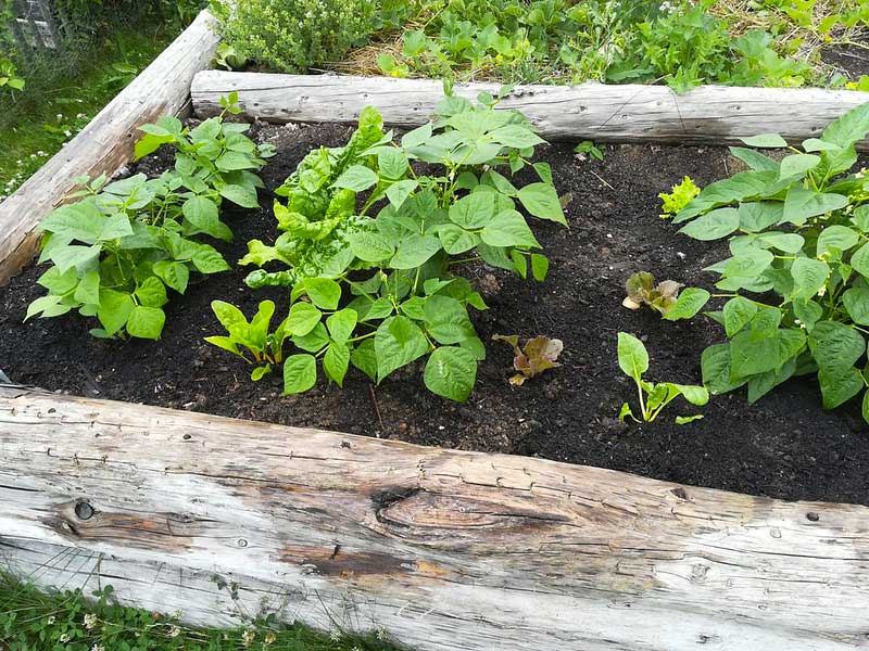 Haricots verts