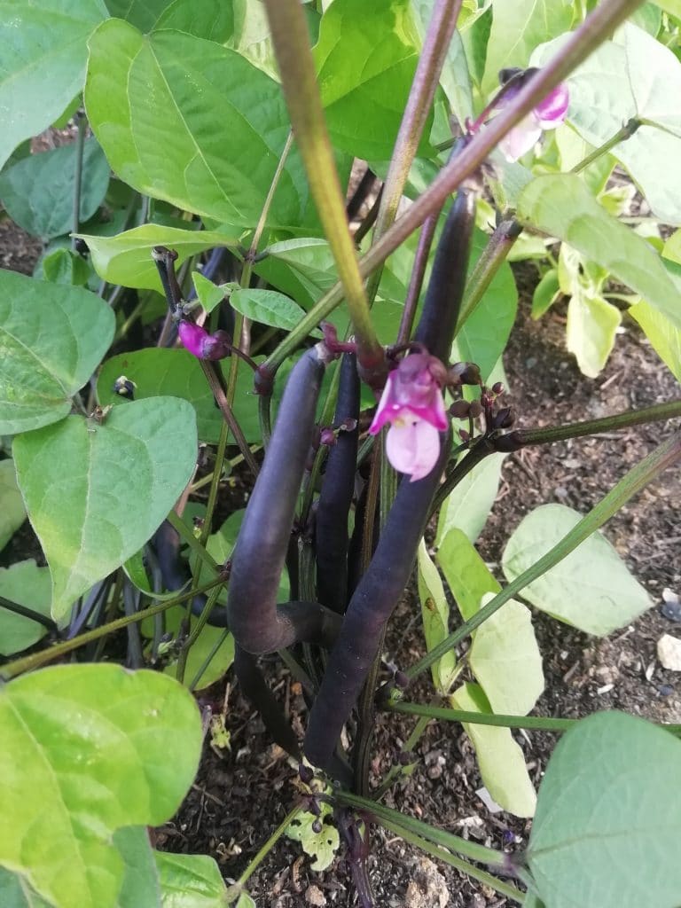 Haricots Purple Queen