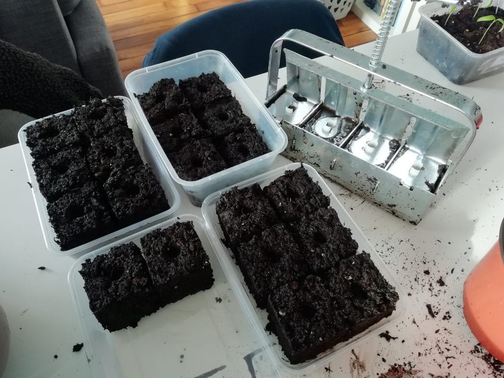 Premiers semis de tomates réalisés avec un presse motte et stockés dans des barquettes en plastique réutilisables.